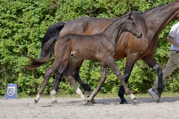 ZARATE Z - My granddam is full sister to the one and only